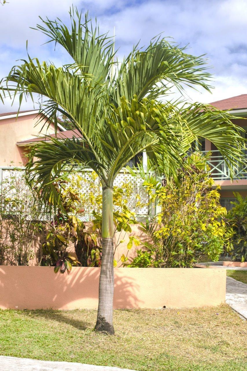 Appartement Halcyon Palm à Holetown Extérieur photo